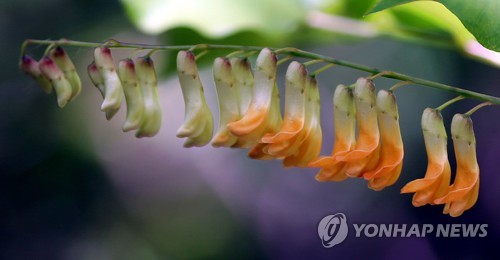 '천상의 화원' 금대봉 가는 길 열려…들꽃 천국_1
