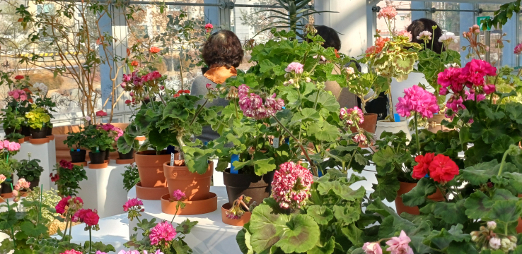 일월수목원, ‘지금 우리는 봄’ 제라늄 300종 전시, 3월 15일까지