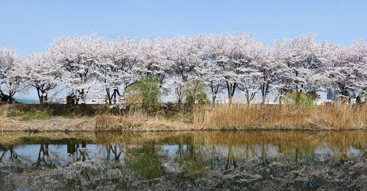 수원 벚꽃 명소 어디? 서호천·황구지천·광교저수지 봄길 따라 걷다