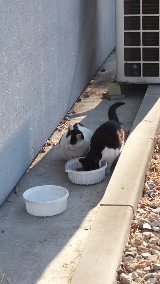 먹이를 먹기위해 모여든 길고양이들