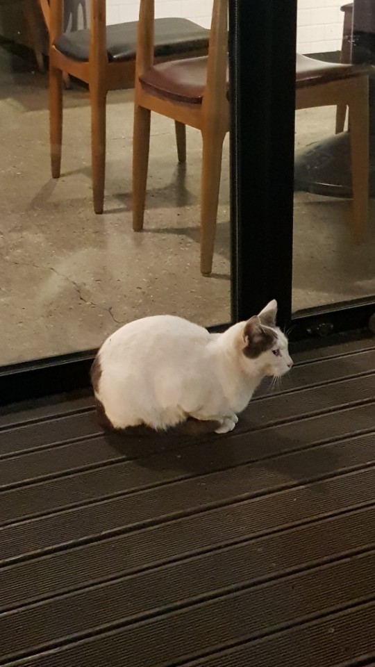 주변에서 흔히 볼수 있는 길고양이들