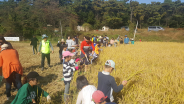시민들이 자녀와 함께 전통 벼베기를 체험하고 있다.