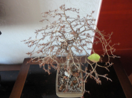 소사나무 분재의 마지막 잎새