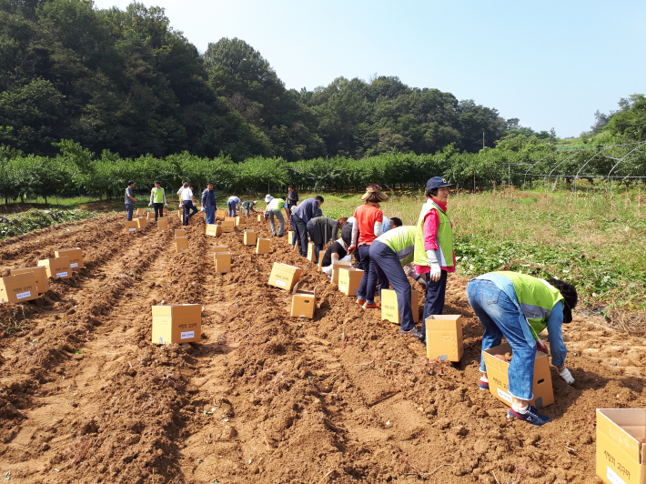 사랑의 고구마 수확