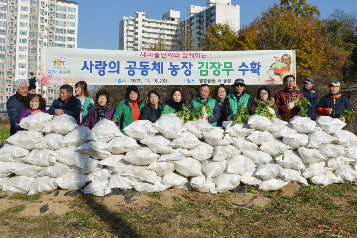 영통구 새마을단체원들과 함께한 무 수확