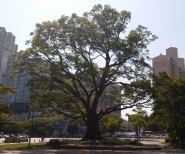 대한민국 보호수 영통 느티나무