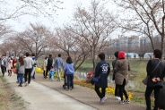 벚꽃길을 산책하는 시민들의 모습