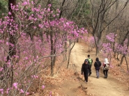 광교산 등산로 양변에 활짝핀 진달래꽃이 등산객들의 눈길을 끌고있다.