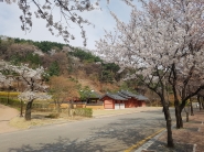 팔달산 성신사 주변에 활짝 핀 벚꽃