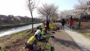 4월 7일 오후 4시경 황구지천 및 수원산업1단지 일원에서 벚꽃길을 단장하는 모습