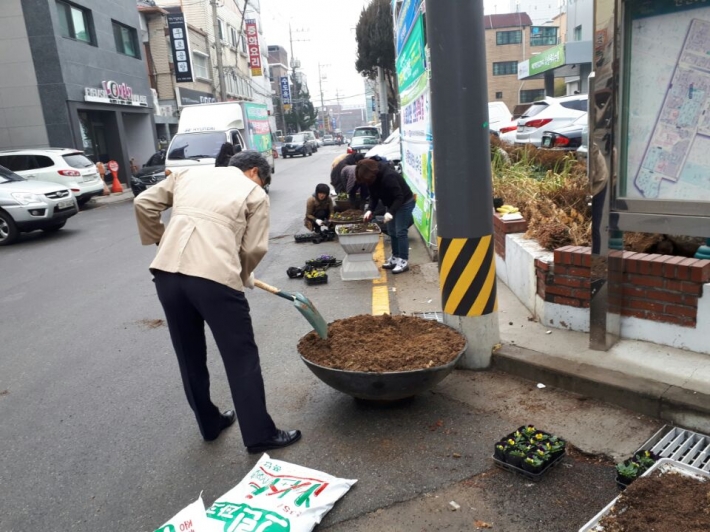 권선1동 겨울팬지비올라 꽃 식재