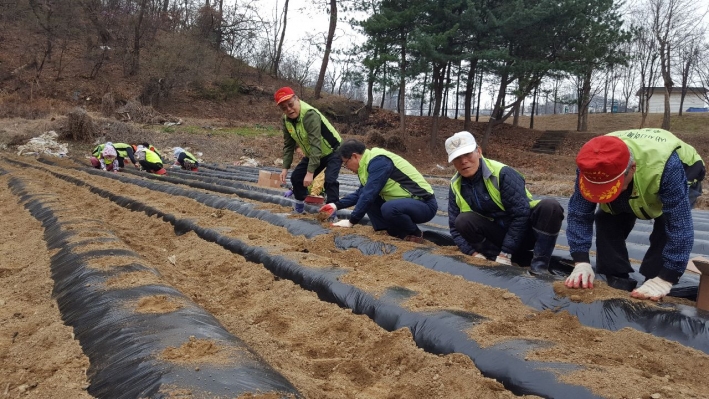 영통 시니어복지 자원봉사대 감자심기