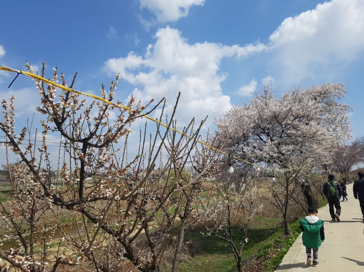 제4회 호매실동 매화꽃 축제, 황구지천에 핀 매화꽃과 벚꽃