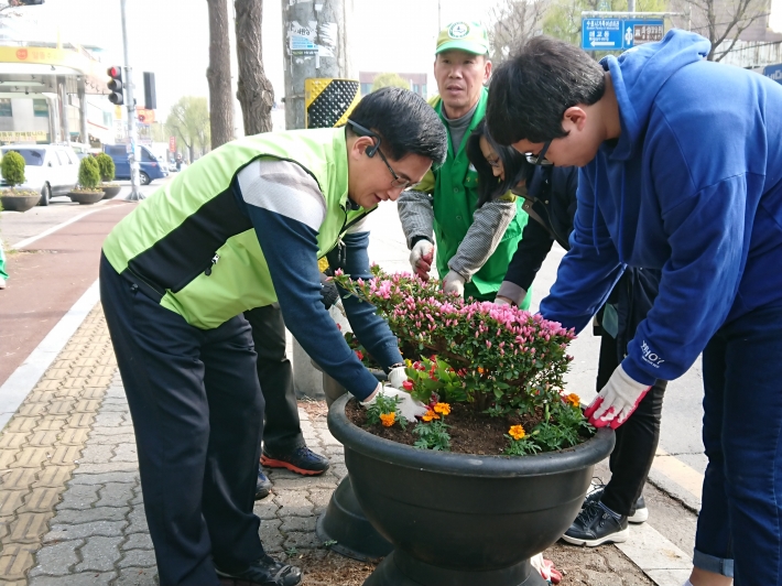 매교동 봄꽃나무 식재