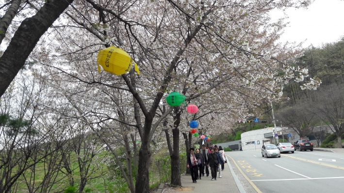 제 4회 광교산마루길 벚꽃축제'가 열렸다
