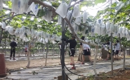사람들이 나무에 열린 포도에 종이봉지를 씌운다