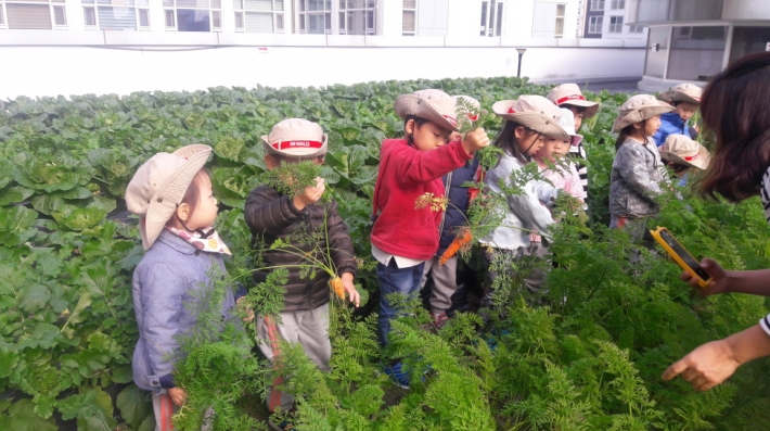 당근 뽑기 체험 사진