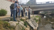 2017년 8월 '수원천 물고기 폐사 원인분석팀'이  수원천 매교 부근에서 발생한 물고기 폐사 사고지점에서 현장 조사를 실시하고 있다