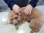 예방접종 하는 반려견