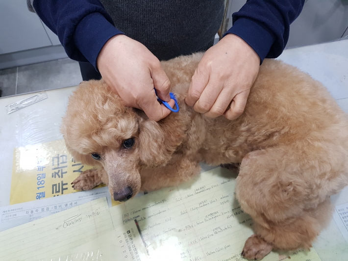 예방접종 하는 반려견