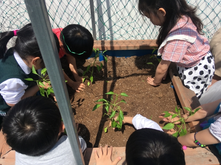  어린이들이 하늘정원에서 고추, 토마토 모종을 심고 있다.