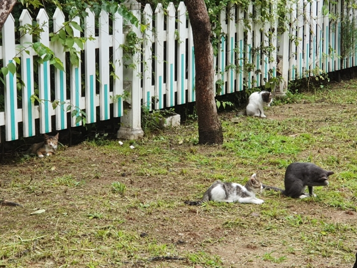 한국토종고양이 코숏 4가족이 행복한 시간을 보내고 있다