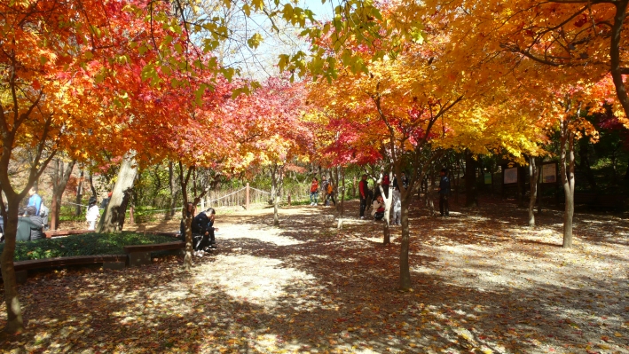 광교산의 가을 풍경. 사진/김우영