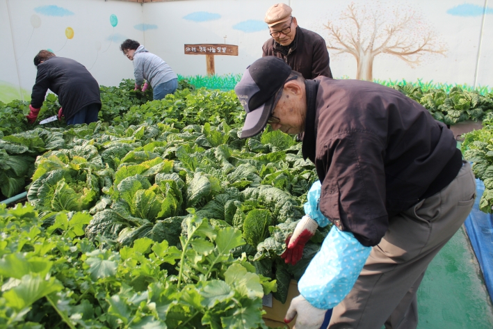 노인사회활동지원사업 참여 어르신들이 무와 배추를 수확하고 있다.