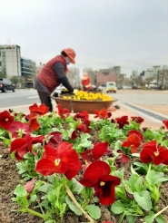 화성행궁 광장 주변 화분에 심은 꽃. 