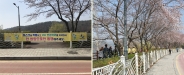 장안구의 대표 벚꽃 명소인 광교마루길의 한 방향통행 안내 현수막 게시 모습