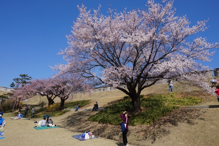 창룡문 근처에 핀 벚꽃 아래 봄소풍 나온 가족들