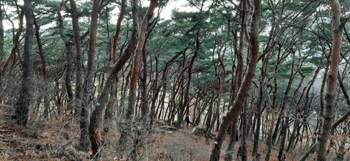 숲가꾸기가 필요한 팔달산 소나무 숲. 