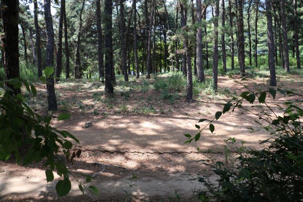 효원공원 숲길에서 강렬한 여름 햇살을 피하고 소나무 숲사이로 불어오는 바람을 맞았다.