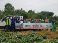 입북동 새마을협의회 감자 수확