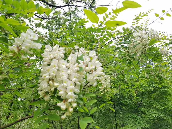 5월의 꽃 아카시아  핀 칠보산 