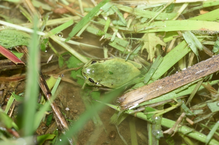 2019년 8월7일 평리동 논에서 발견된 수원청개구리(수원환경운동센터 촬영).