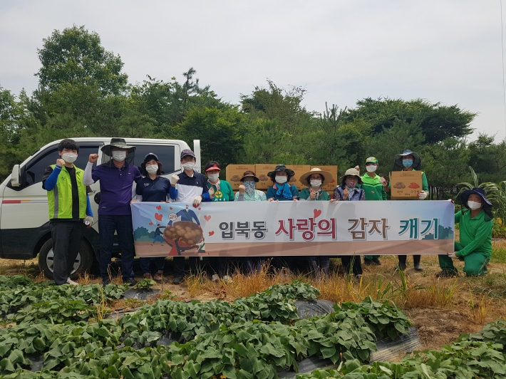 입북동 새마을협의회 감자 수확