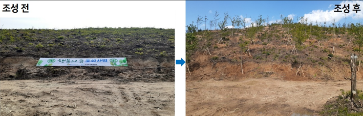 산불로 민둥산이 됐던 속초시 공유림(왼쪽)에 수원시가 지난 5월 소나무 등을 식재해 조성한 속초 행복의 숲(오른쪽).