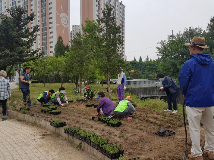 일월정원에서 꽃잔디 모종을 심는 자원봉사자들