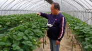 친환경 딸기를 재배하는 농업인이 천적(天敵)을 방사하는 모습