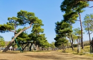 수원노송지대 소나무들 