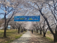 황구지천 벚꽃길 사회적 거리두기 캠페인 현수막
