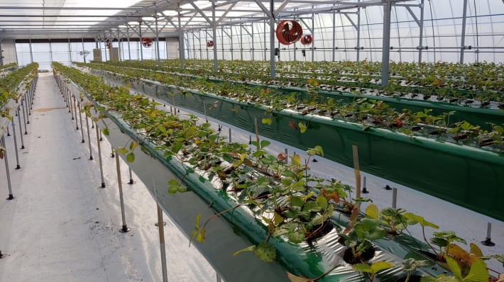 친환경 농업기술로 재배하는 딸기