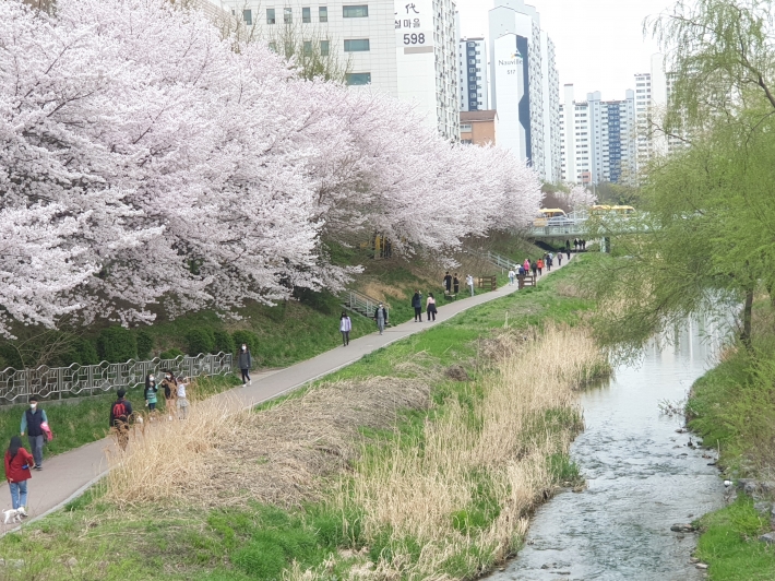코로나19 장기화로 공원과 산책로 등에서 가족과 함께 조용히 벚꽃 즐기는 시민들이 늘어났다. 