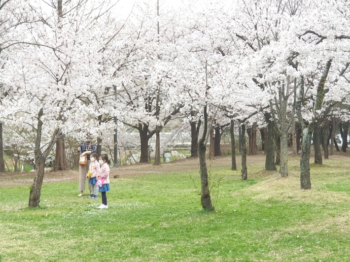 집에서 가까운 공원을 찾아 벚꽃을 즐기는 시민들