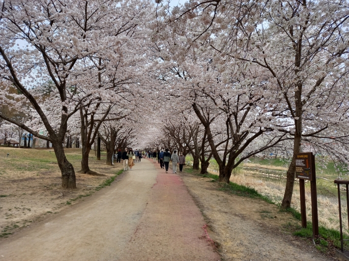 황구지천 벚꽃길. 제법 나이를 먹은 벚나무들이 봄볕에 차마 폭을 넓히고 있다. 