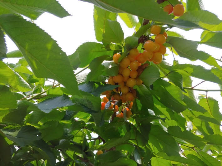 2020년 6월, 탐스러운 과실이 열매를 맺고 있다. 