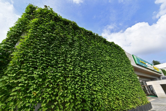 지난해 수원시청에 설치된 그린커튼이 잘 자라 시청사가 녹색으로 뒤덮인 모습.