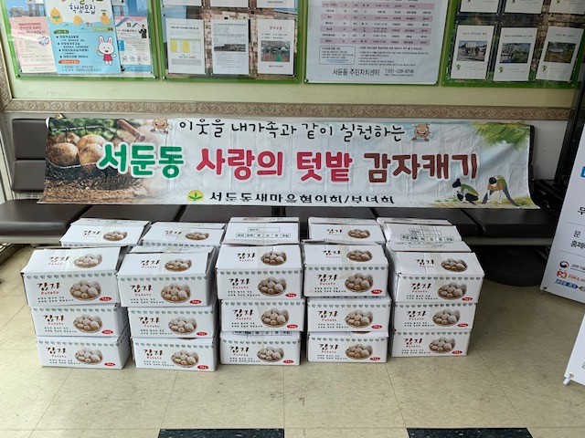 서둔동 새마을협의회가 수확한 감자