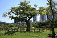 어느덧 400살이 넘은 보호수, 느티나무가 있는 풍경